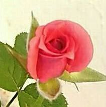 能的部首是什么？