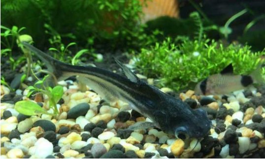 鹦鹉鱼能和什么鱼养在一起