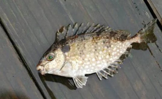 泥猛鱼的功效和作用是什么？