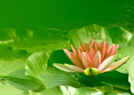 仲夏是指几月份？