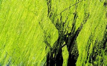 碧玉妆成一树高万条垂下绿丝绦的作者是谁