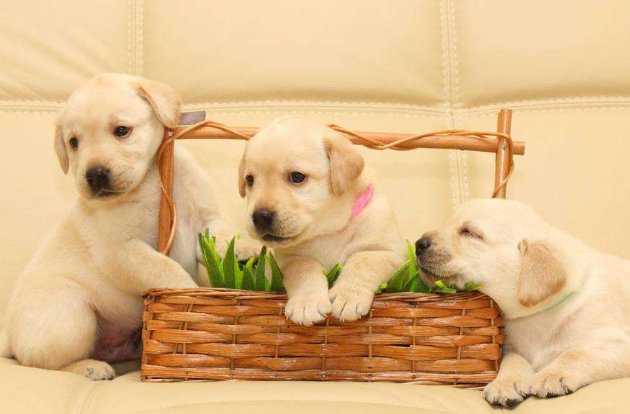 dog是什么意思？