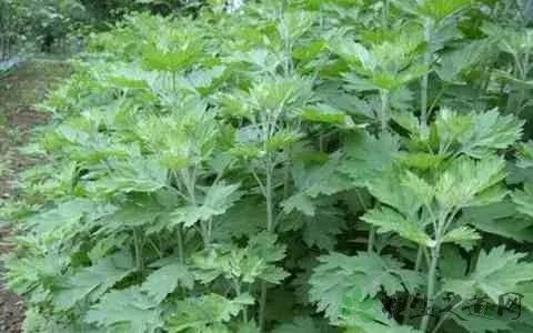 艾草种植前景及价格一亩地能产多少？