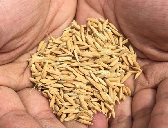 什么是海水稻？