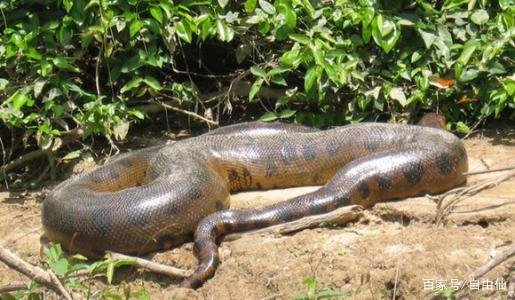 世界最大的蛇是森蚺,还是网纹蟒?