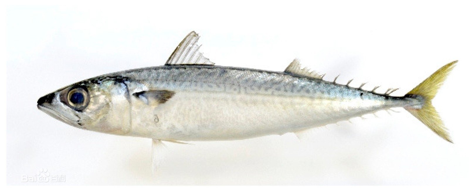 鲐鱼宁波人俗称什么鱼？
