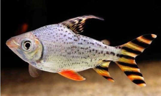 鹦鹉鱼能和什么鱼养在一起