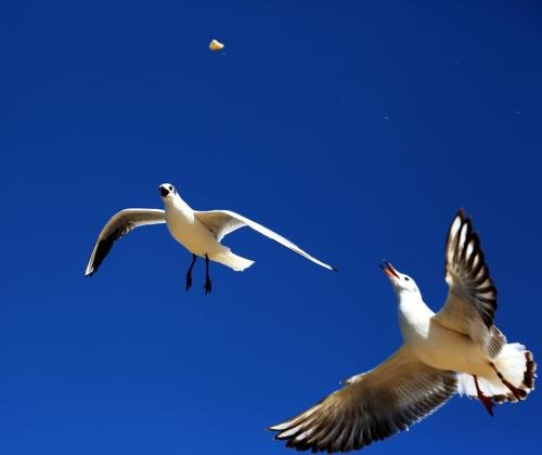 候鸟有哪些品种