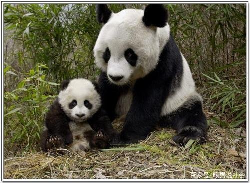 中国2种大熊猫已30万年没有来往，如果它们杂交，会出现新品种吗？