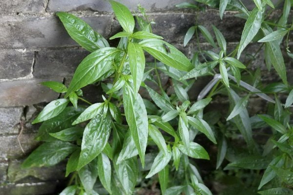 穿心莲有什么功效？