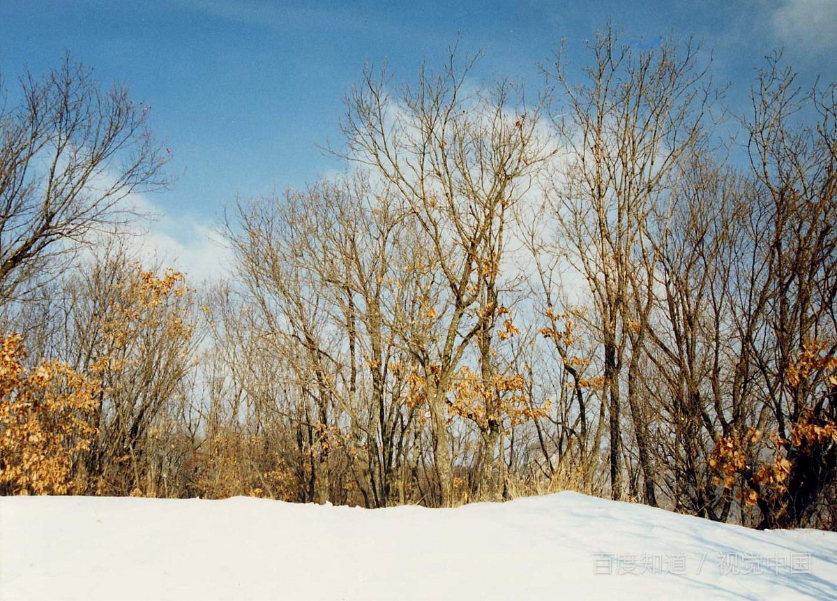 大龄剩女打一动物？