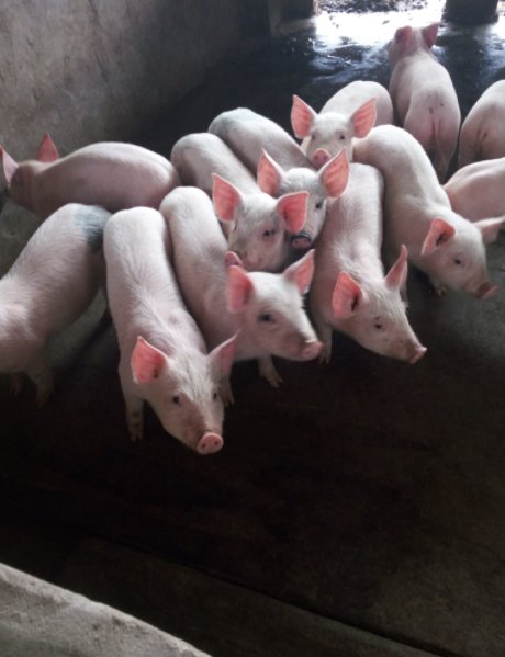 山西女子结婚娘家陪嫁288头猪，这代表了父母怎样的一份心意？