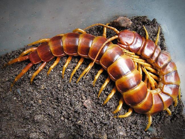 蜈蚣能治什么病？