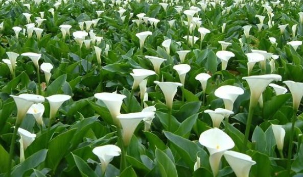 马蹄莲代表什么含义