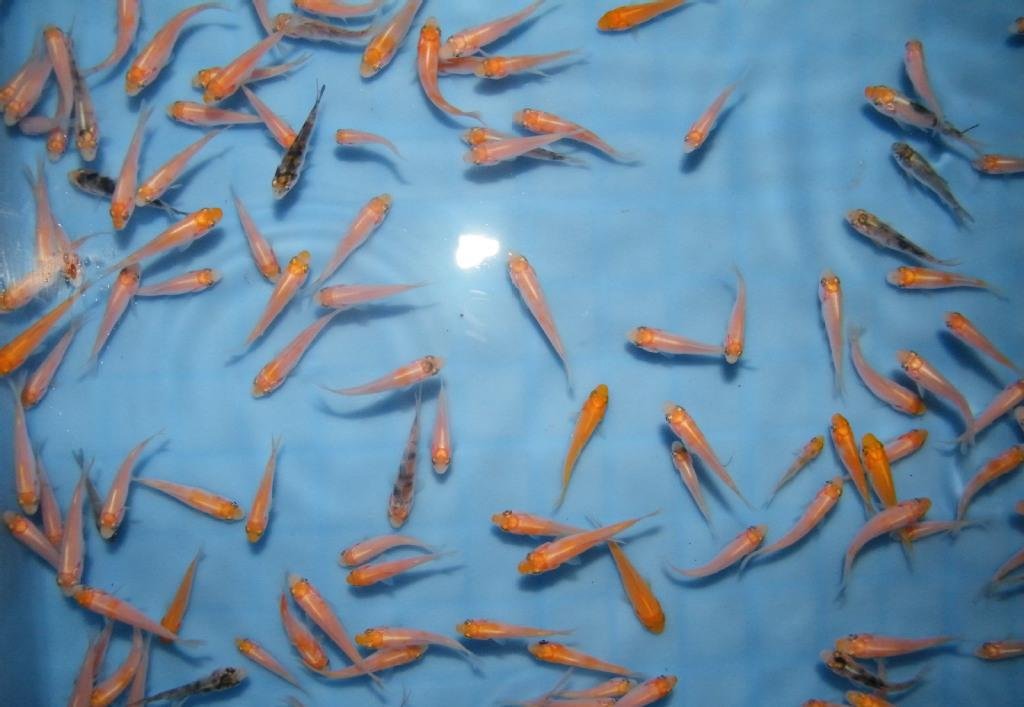 小鱼吃什么食物