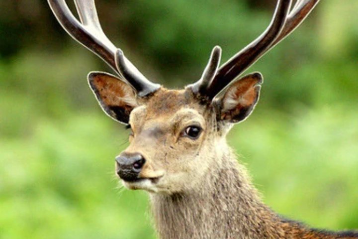 保护动物有哪些啊？