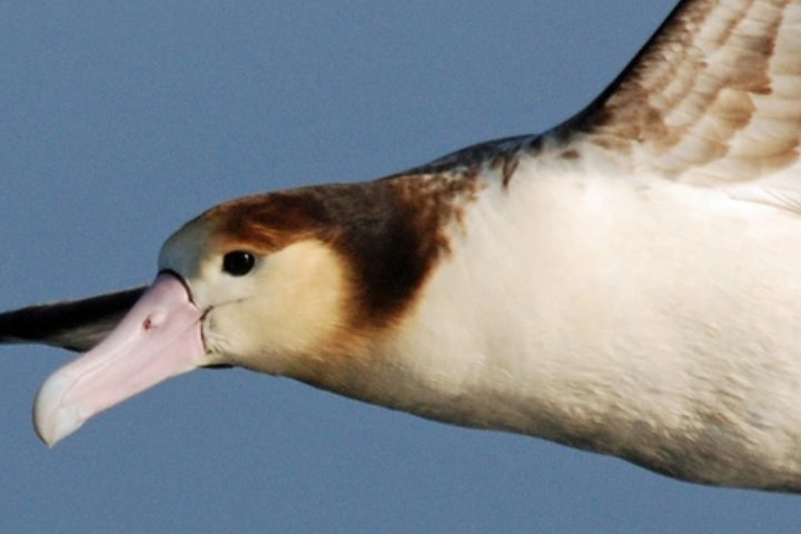 保护动物有哪些啊？