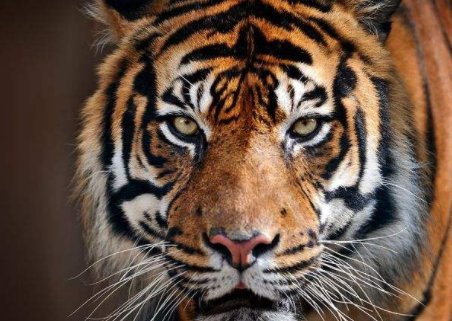 描写虎的霸气的诗句有哪些？