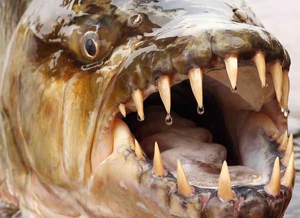 非洲虎鱼的特征 习性