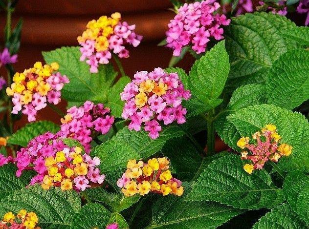 五色梅是什么？