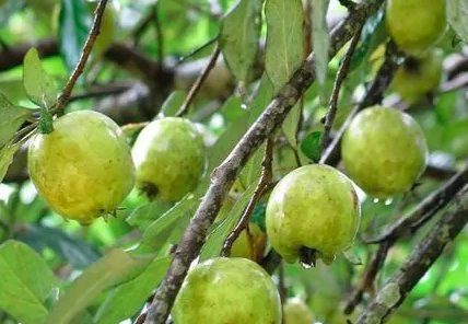 多依果就是苹果对吗？