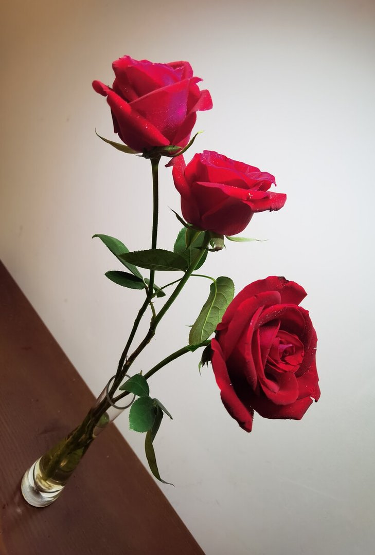 玫瑰的价格暴涨，导致此次玫瑰价格上涨的原因是什么？