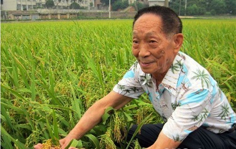 袁隆平什么时候发明的杂交水稻?