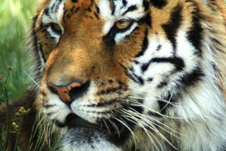 保护动物有哪些啊？