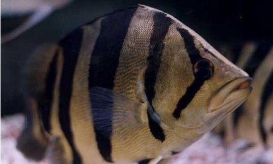 鹦鹉鱼能和什么鱼养在一起