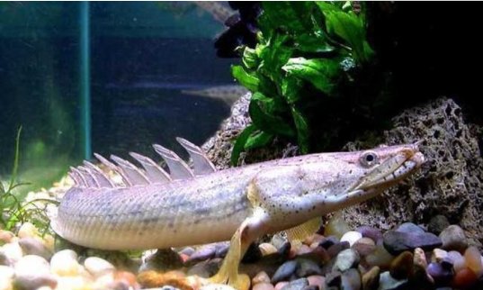 鹦鹉鱼能和什么鱼养在一起