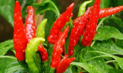 红绸袋,绿绸袋,有人怕,有人爱是啥谜底