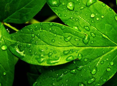 填上适合的词语：什么的绿叶？