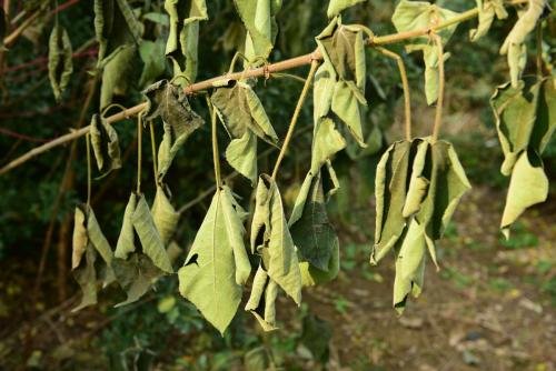 晒蔫了是什么意思?