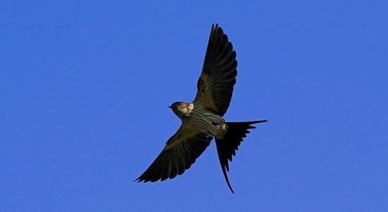 什么地飞（ABAC式）？