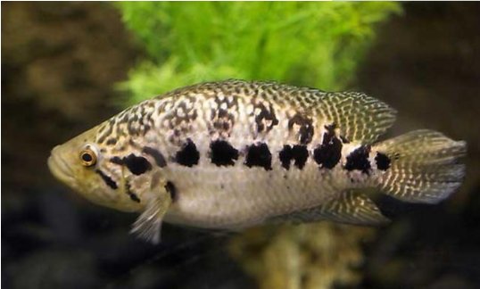 鹦鹉鱼能和什么鱼养在一起