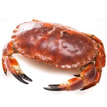 什么叫面包蟹？