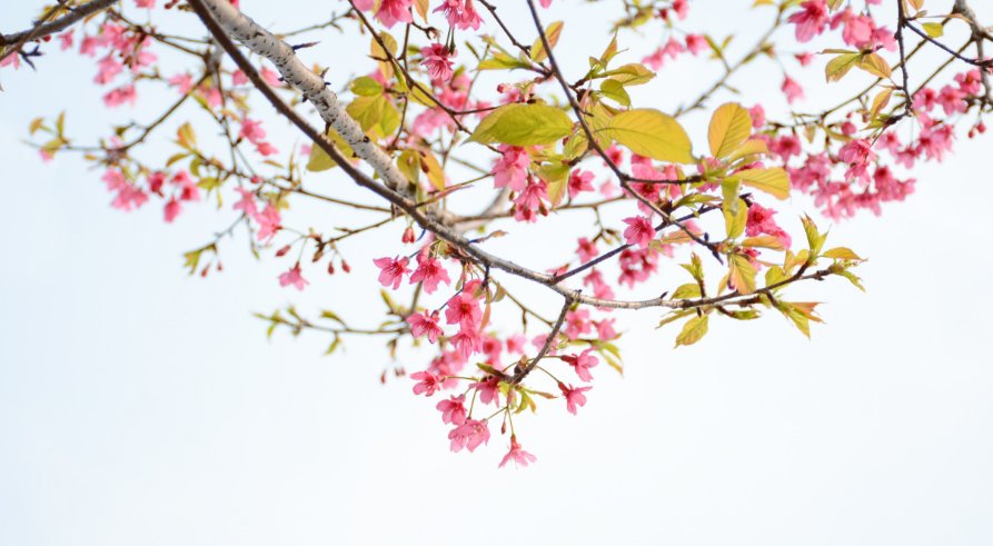 朝花夕拾中的琐记主要内容