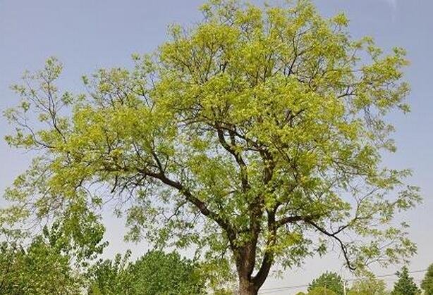 黄连木有什么价值和用途？