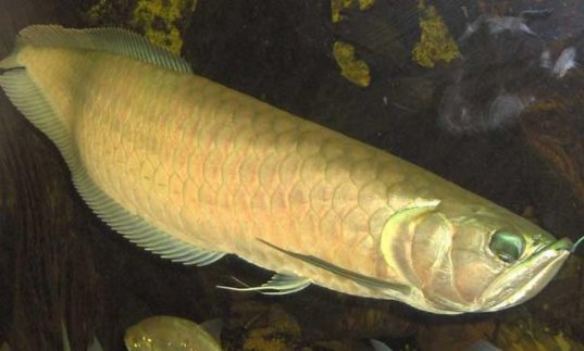 鹦鹉鱼能和什么鱼养在一起