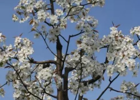 千树万树梨花开全诗是什么？