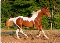 风华正茂猜一生肖？