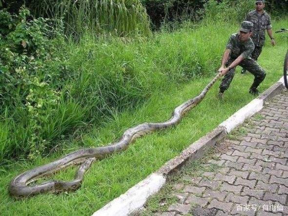 世界最大的蛇是森蚺,还是网纹蟒?