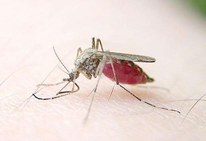 人类模仿自然界的动物，发明了什么？