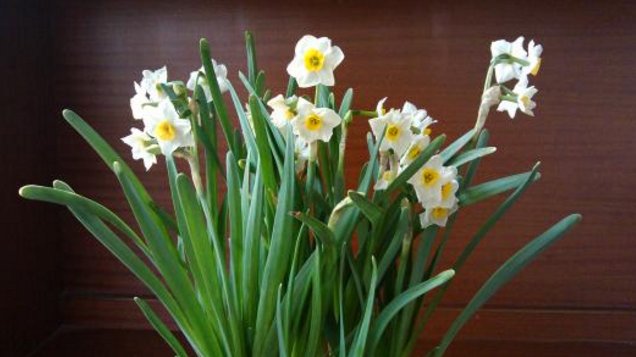 描述一下水仙花的生长变化情况有25字概括