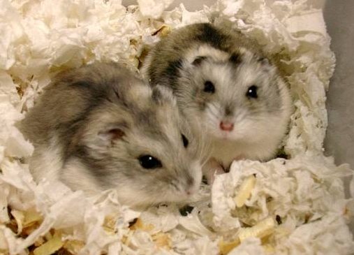 三线仓鼠的习性