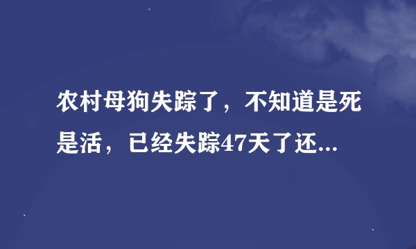 农村母狗失踪了，不知道是死是活，已经失踪47天了还会回家吗？8月5日失踪的