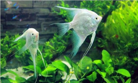 鹦鹉鱼能和什么鱼养在一起