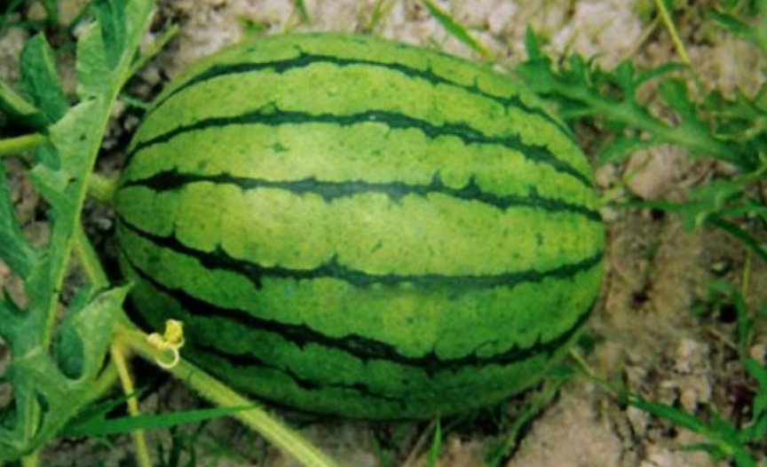 西瓜的英文怎么说？