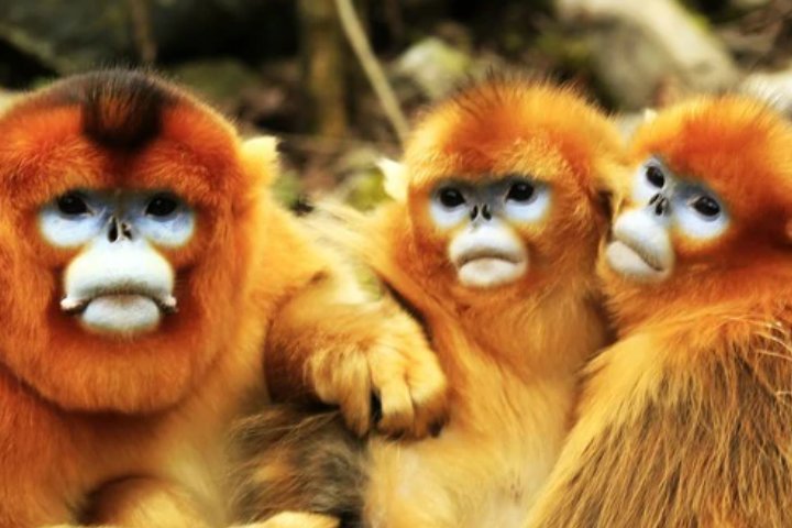 保护动物有哪些啊？