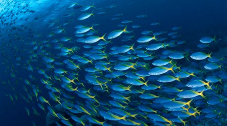 鱼类为什么要成群活动呢？